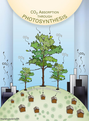 Trees Carbon Storage Experts Treespirit Project