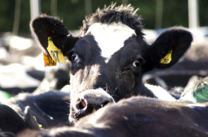 cow-face-factory-farm-CELDF-sm.jpg