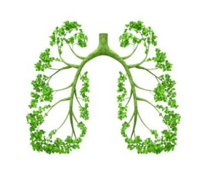 Lungs-Tree.jpg