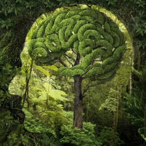 Nature-greenery-trees-Brain-KALW-sm