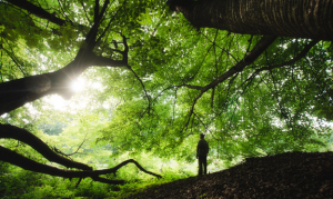 South-Korean-forests-heal-people-article.png