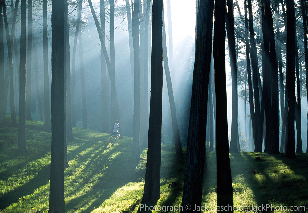 fog_trees_presidio_runner_rev_1000p_web