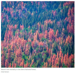 tree-MORTALITY-DYING-DEATHS-Sierra-Nevada-by-Chad-Hanson.jpg