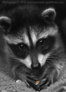 Tiny-Tim-the-raccoon.jpg