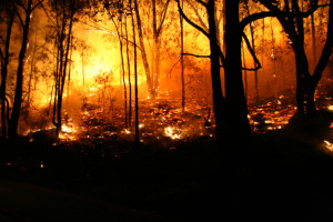 Australia-Bushfire-trees-last-to-burn