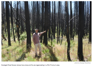 chad-hanson-fire-ecologist-rim-fire-forest-burn-regenerative