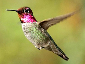 hummingbird-Ruby-Throated-All-About-Birds
