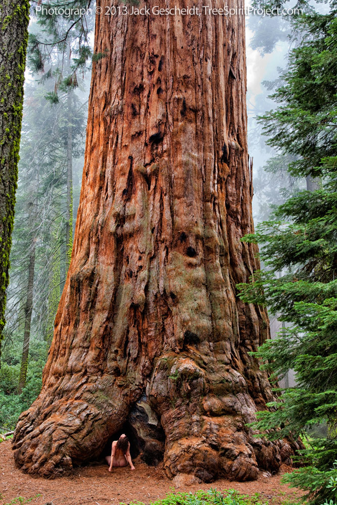 Sequoia Adoration | TreeSpirit Project