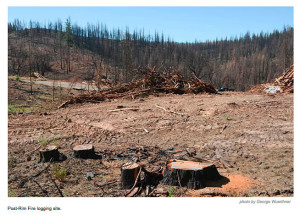 logging-after-fire-rim-fire-ca-by-george-wuerthner-web.jpg