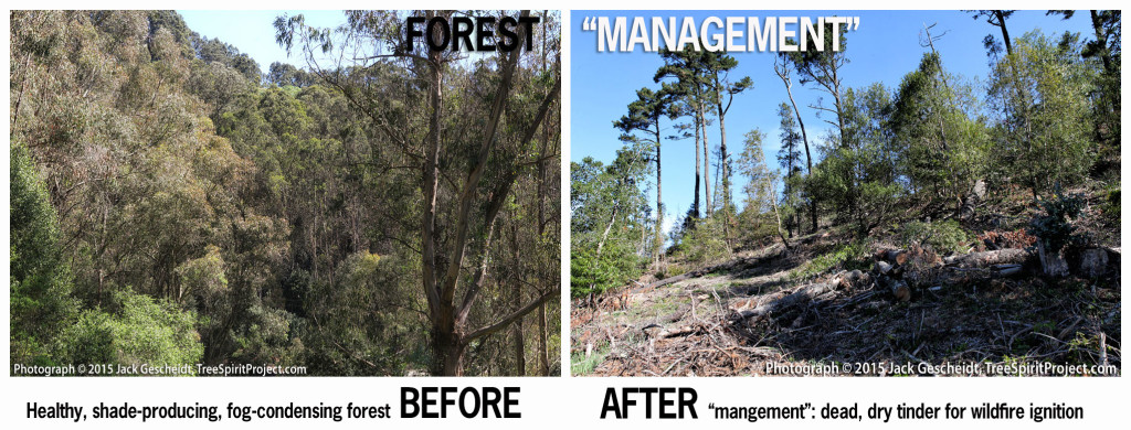 BEFORE-AFTER-forest-management-eucalyptus-TreeSpirit-Project-v2-WEB.jpg