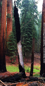 dead-burned-tree-TreeSpirit-Project-by-Jack-Gescheidt-2444-crop-narrow-900p-WEB.jpg
