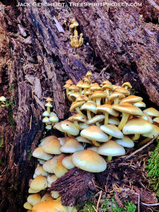 mushrooms-w-finger-Mt-Tam-CA-TreeSpirit-Project-by-Jack-Gescheidt-0920-900p-WEB.jpg