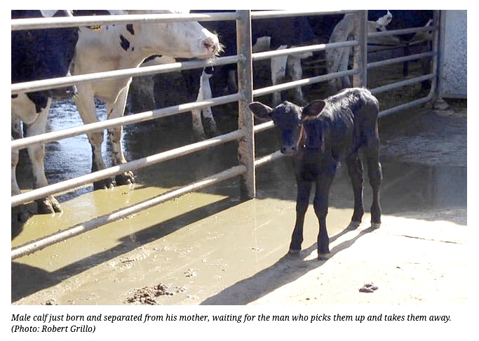 Point-Reyes-organic-dairy-calf-separated-soon-after-birth-by-Robert-Grillo-rev-WEB