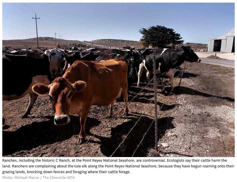 cattle-point-reyes-national-seashore-park-photo-by-Michael-Macor-San-Fran-Chronicle-bordered.jpg