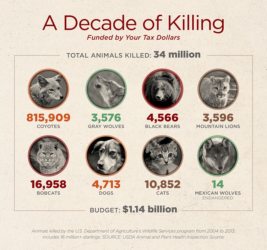 Wildlife-Services-decade-of-killing-34-million-animals.jpg