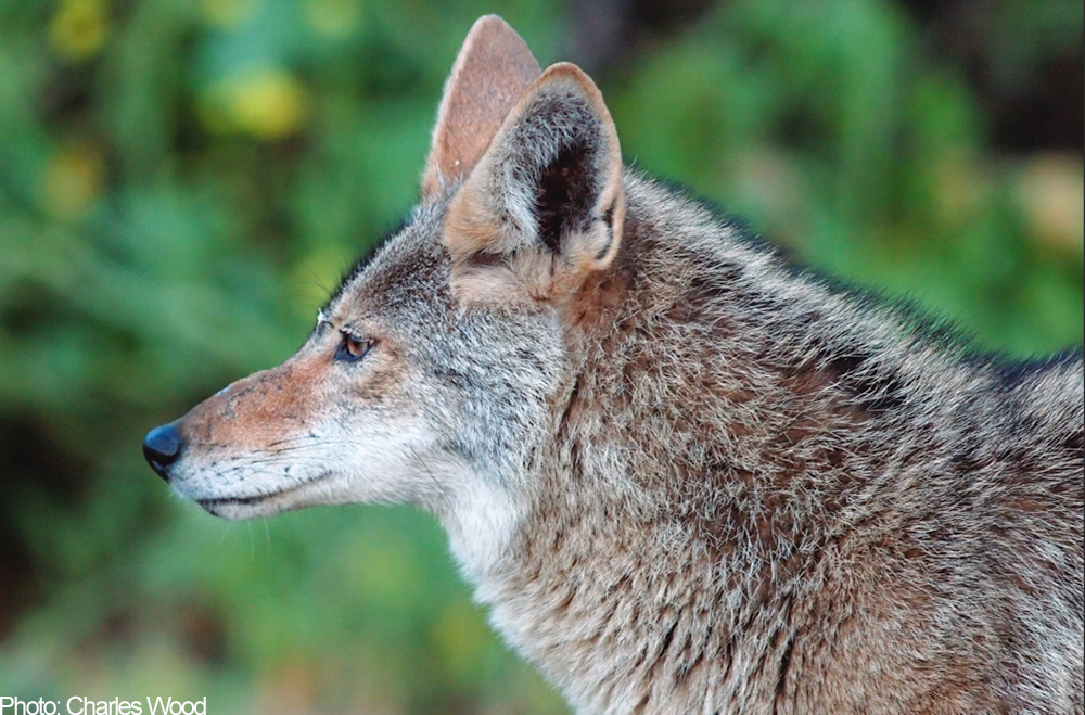 coyote-American-Humane-Society-Wildlife-Services-Disservice-REPORT-2015.jpg