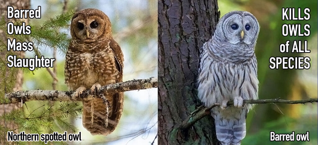 BOMS-Barred-Owls-Mass-Slaughter-KILL-all-owls-species-Spotted-Barred-owls-US-Fish-&-Wildlife-2026-REV.jpg