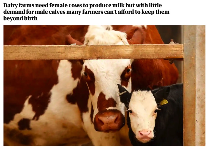 Dairy-farms-cant-afford-to-keep-calves-cheaper-to-kill-them-The-Guardian.jpg