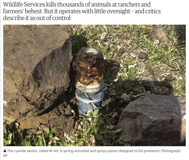 Wildlife-Services-M-44-cyanide-poison-bomb-device-The-Guardian-kill-animals.jpg