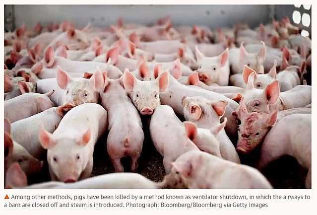 Pandemic-highlights-gruesome-animal-abuses-U.S.-factory-farms-Guardian-August-3-2020-Andrew-Gawthorpe.jpg