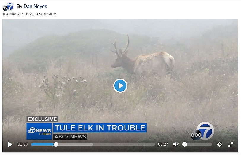 Point-Reyes-tule-elk-in-trouble-wildfire-drought-ABC-7-TV-NEWS.jpg