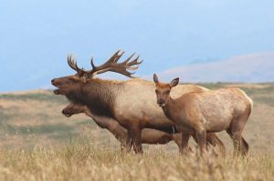 Conservationists-upset-as-much-of-Point-Reyes-National-Seashore-of-tule-elk-herd-dies-of-thirst-PHOTO-by-NPS-Peter-Fimrite-SF-Gate-Chronicle-article-photo.jpg
