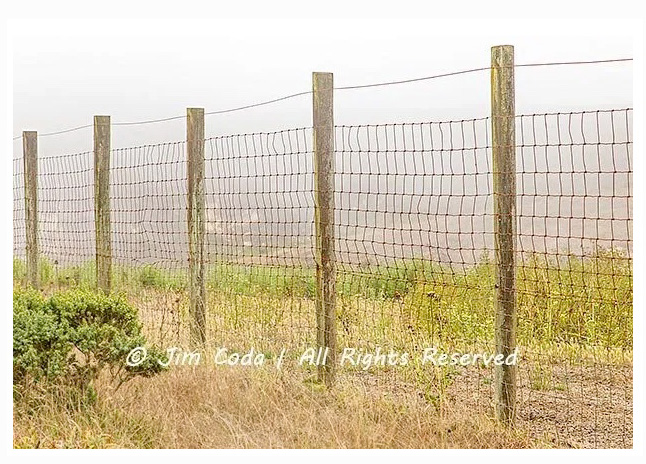 fence-elk-Point-Reyes-National-Seashore-by-Jim-Coda.jpg