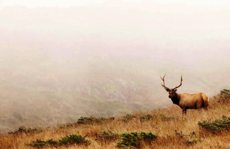 tule-elk-Point-Reyes-National-Seashore-San-Francisco-Chronicle-photo-by-Jessica-Christian.JPG