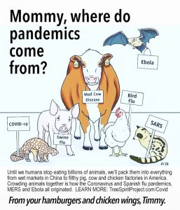 Eating-Animals-Causes-Pandemics-graphic-by-PETA-text-by-JG-MOMMY-WHERE-DO-PANEMICS-COME-FROM-TSP.com-WEB.jpg