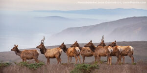 tule-elk-herd-sunset-Point-Reyes-National-Seashore-Preserve-by-Jack-Gescheidt-TreeSpirit-Project.com-1400p-WEB.jpg