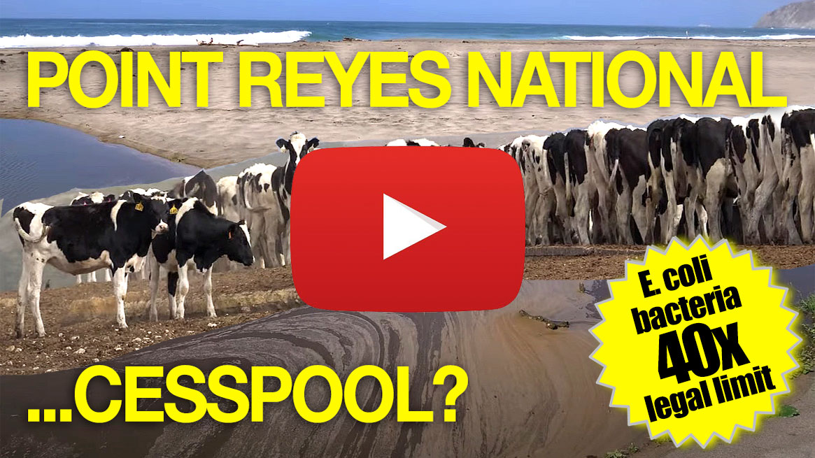 Cesspool-at-the-Seashore-VIDEO-Point-Reyes-National-Seashore-cow-fecal-water-quality-pollution-bacteria-e-coli-coliform-enterococcus-w-YouTube-play-v4-1165p-WEB