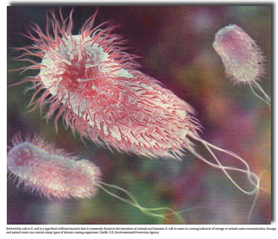 E.coli-bacteria-cow-fecal-coliform-bacteria-ECU-cows-poisons-Point-Reyes-National-Seashore-Beaches-Peter-Byrne-Pacific-Sun-900p-WEB