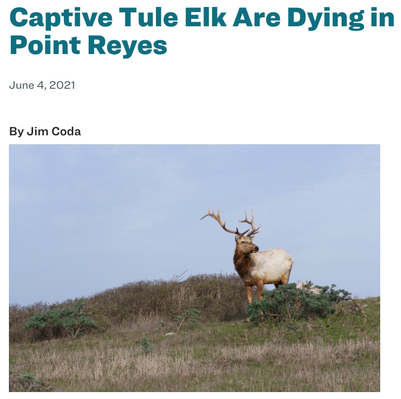 Sierra-Club-Bay-Area-Chapter-Tule-Elk-Are-Dying-in-Point-Reyes-National-Seashore-by-Jim-Coda.screensnap.jpg