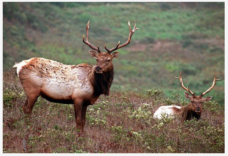 Tule-elk-Point-Reyes-National-Seashore-Associated-Press-animal-rights-group-sues-National-Park-Service-over-dying-Tule-elk.jpg