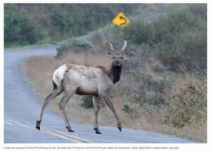 Tule-elk-crosses-Pierce-Point-Road-Tule-Elk-Reserve-Point-Reyes-National-Seashore-Marin-Independent-Journal-Will-Houston-June-11-2021.jpg