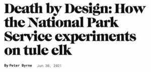 Death-by-Design-How-the-National-Park-Service-experiments-on-Tule-elk-Point-Reyes-National-Seashore-Peter-Byrne-Pacific-Sun-June-30-2021-550p-WEB.jpg