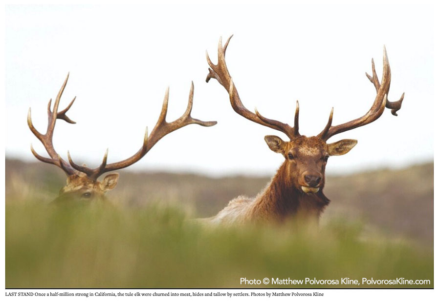 Pacific-Sun-Tule-Elk-DEATH-by-DESIGN-Pacific-Sun-photo-Matthew-Polvorosa-Kline.jpg