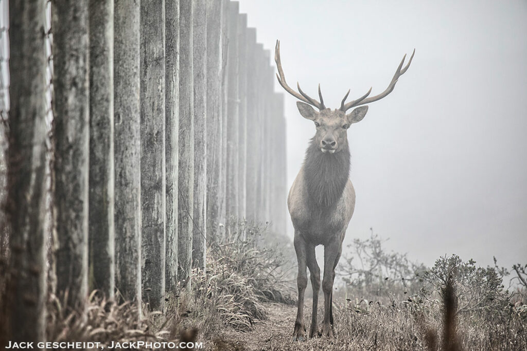 Tule-elk-bull-fenceline-Reserve-Point-Reyes-National-Seashore-Jack-Gescheidt-TreeSpiritProject.com-1200p-WEB