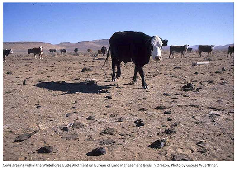 Wild-Earth-Guardians-Cattle-Grazing-destructive-John-Horning-Photo-George-Wuerthner.jpg