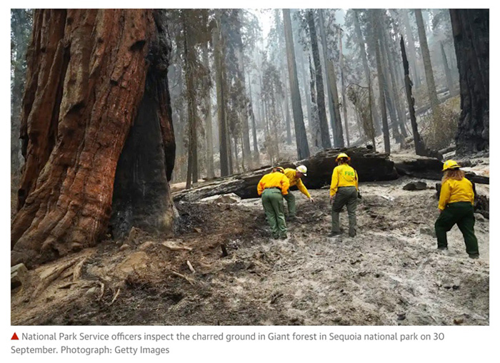 Giant-Sequoias-fire-coexisted-for-centuries-Climate-Crisis-upping-stakes-The-Guardian-TreeSpirit-Project.jpg