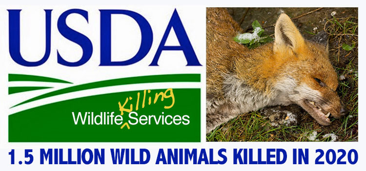 USDA-Wildlife-Services-LOGO-2020-1.5-MILLION-animals-killed-dead-fox-photo.jpg