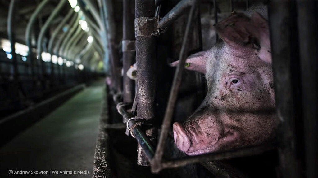 pig-abused-cruel-brutal-animal-factory-agriculture-cruelty-pandemic-diseases-antiibiotic-resistance-cages.jpg