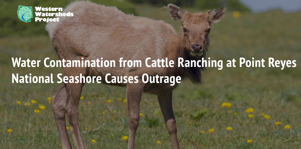 Western-Watersheds-Project-Water-Contamination-from-Cattle-Ranching-at-Point-Reyes-National-Seashore-Causes-Outrage-Media-Release-March-2021.jpg