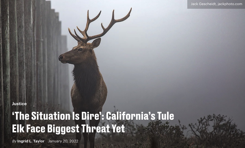 California's-Tule-Elk-Face-Biggest-Threat-Yet-by-Ingrid-Taylor-Sentient-Media-PHOTO-Jack-Gescheidt-JackPhoto.com.jpg