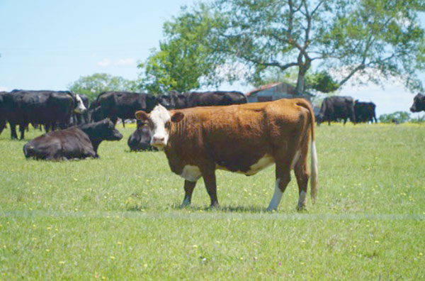 How-Big-Ag-Bankrolled-Regenerative-Ranching-by-Spencer-Roberts-not-Allan-Savory-Jacobian-cow-in-field.jpg