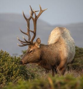 Tule-elk-Handsome-Bachelor-Tule-Elk-Reserve-Point-Reyes-National-Seashore-by-Jack-Gescheidt-TreeSpirit-Project.jpg