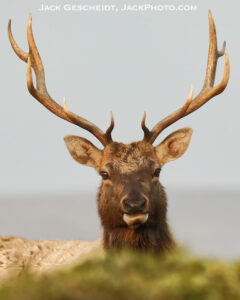 Tule-elk-bull-Tule-Elk-Reserve-Point-Reyes-National-Seashore-photo-Jack-Gescheidt-TreeSpirit-Project.com.jpg