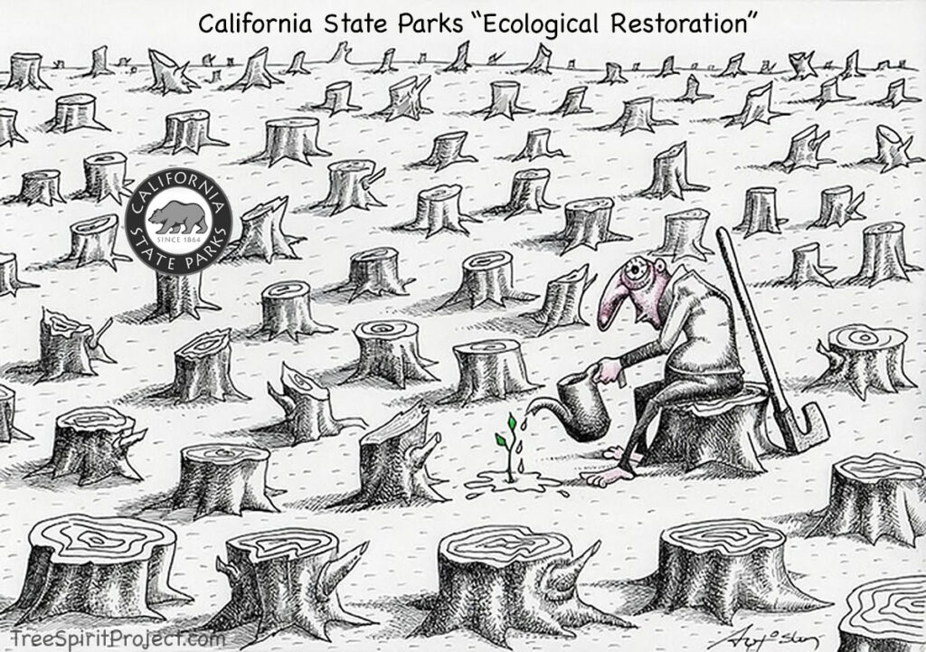 California-State-Parks-CalParks-Tomales-Bay-State-Park-forest-Deforestation-Restoration-project-by-Halit-Kurtulmus-TreeSpiritProject.com.jpg