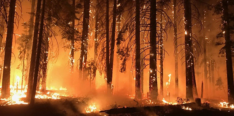 Wildfires-and-Climate-Lies-On-the-Myth of the-Tidy-Forest-Chad-Hanson-Literary-Hub-WILDFIRE.jpg
