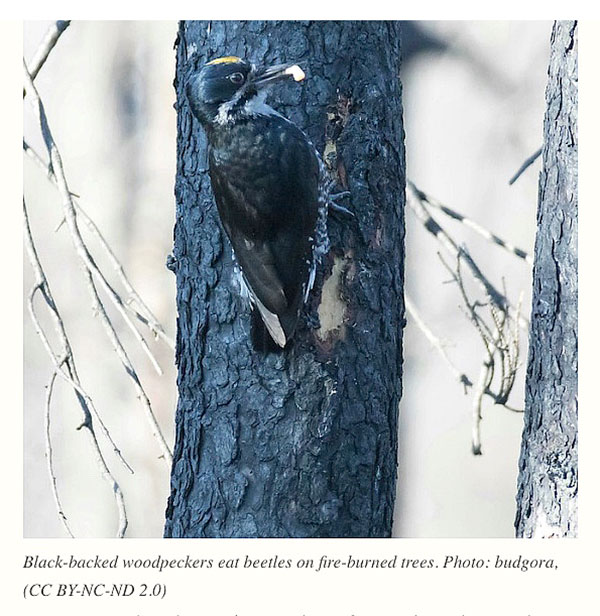 black-backed-woodpecker-eats-beetles-fire-burned-trees-post-wildfire-photo-budgora.jpg